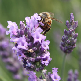 À La Croisée des Chemins
